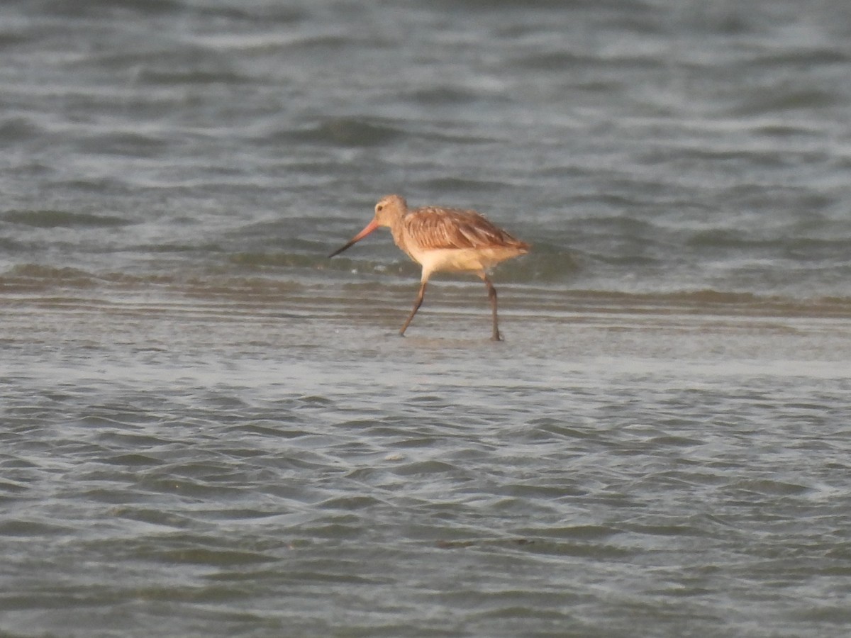 Bar-tailed Godwit - ML619801476