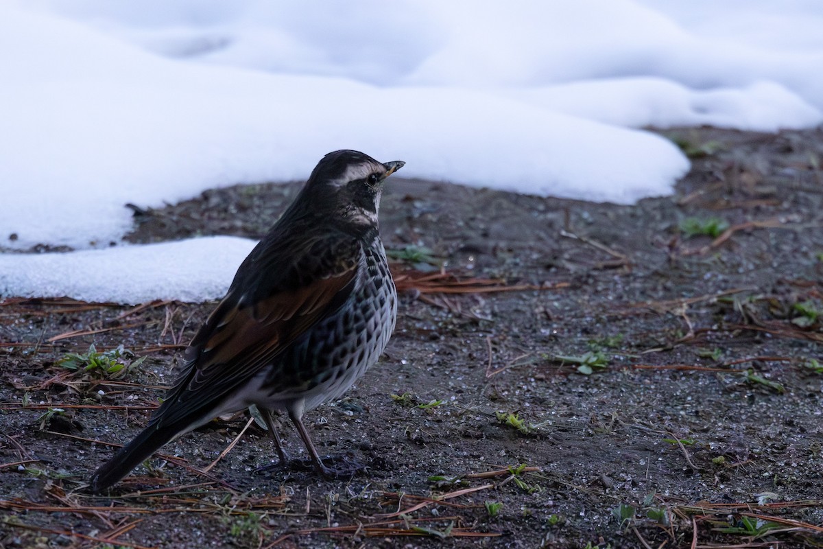 Dusky Thrush - ML619801484