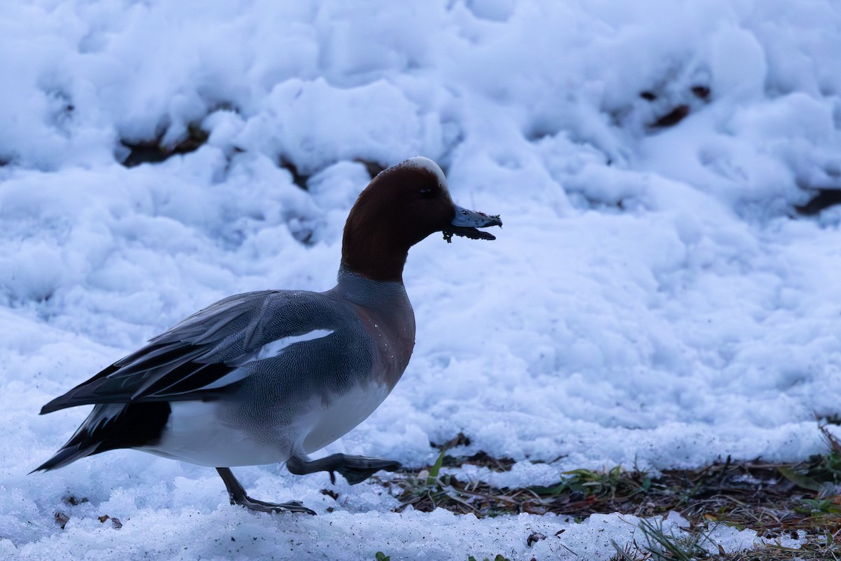 Canard siffleur - ML619801489