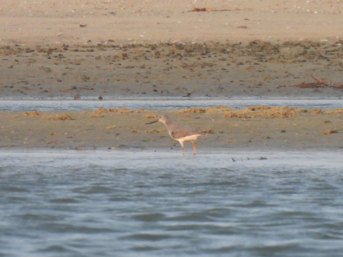 Terek Sandpiper - ML619801491