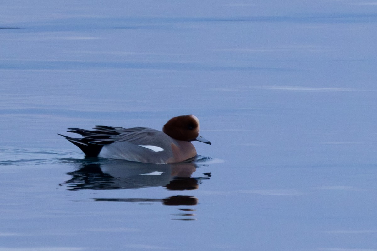 Eurasian Wigeon - Jodi Webber