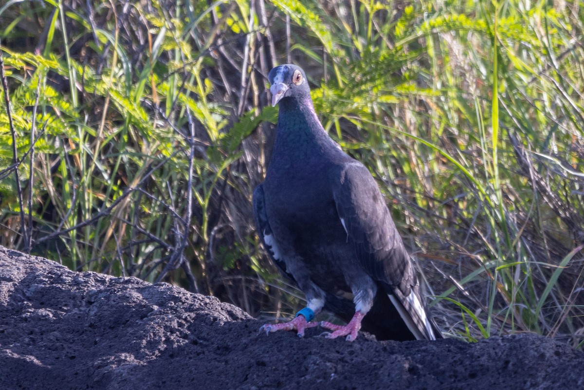 Rock Pigeon (Feral Pigeon) - ML619801501