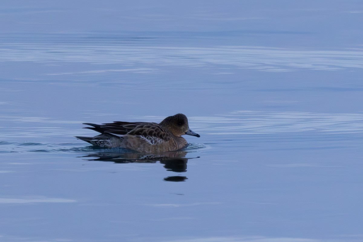 Eurasian Wigeon - Jodi Webber