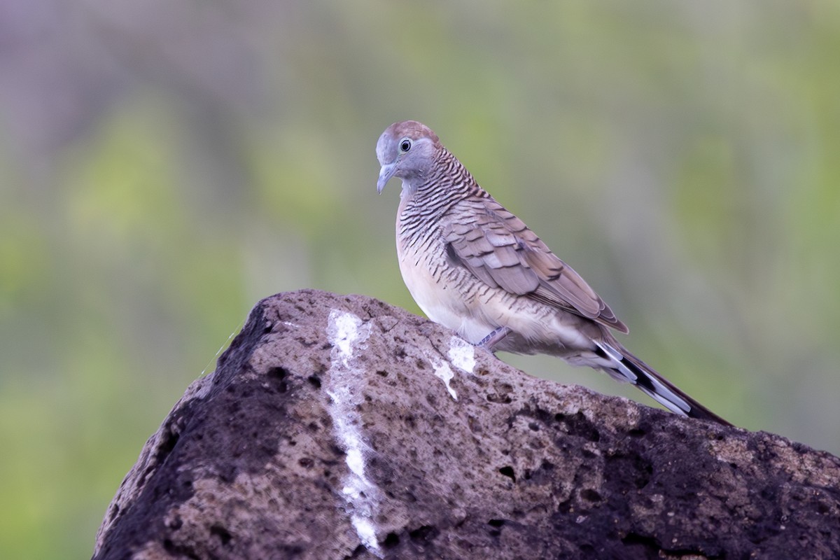 Zebra Dove - ML619801504