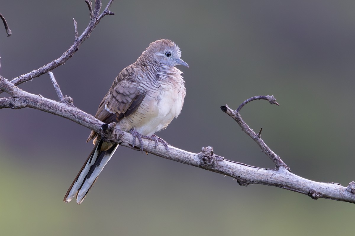 Zebra Dove - ML619801505