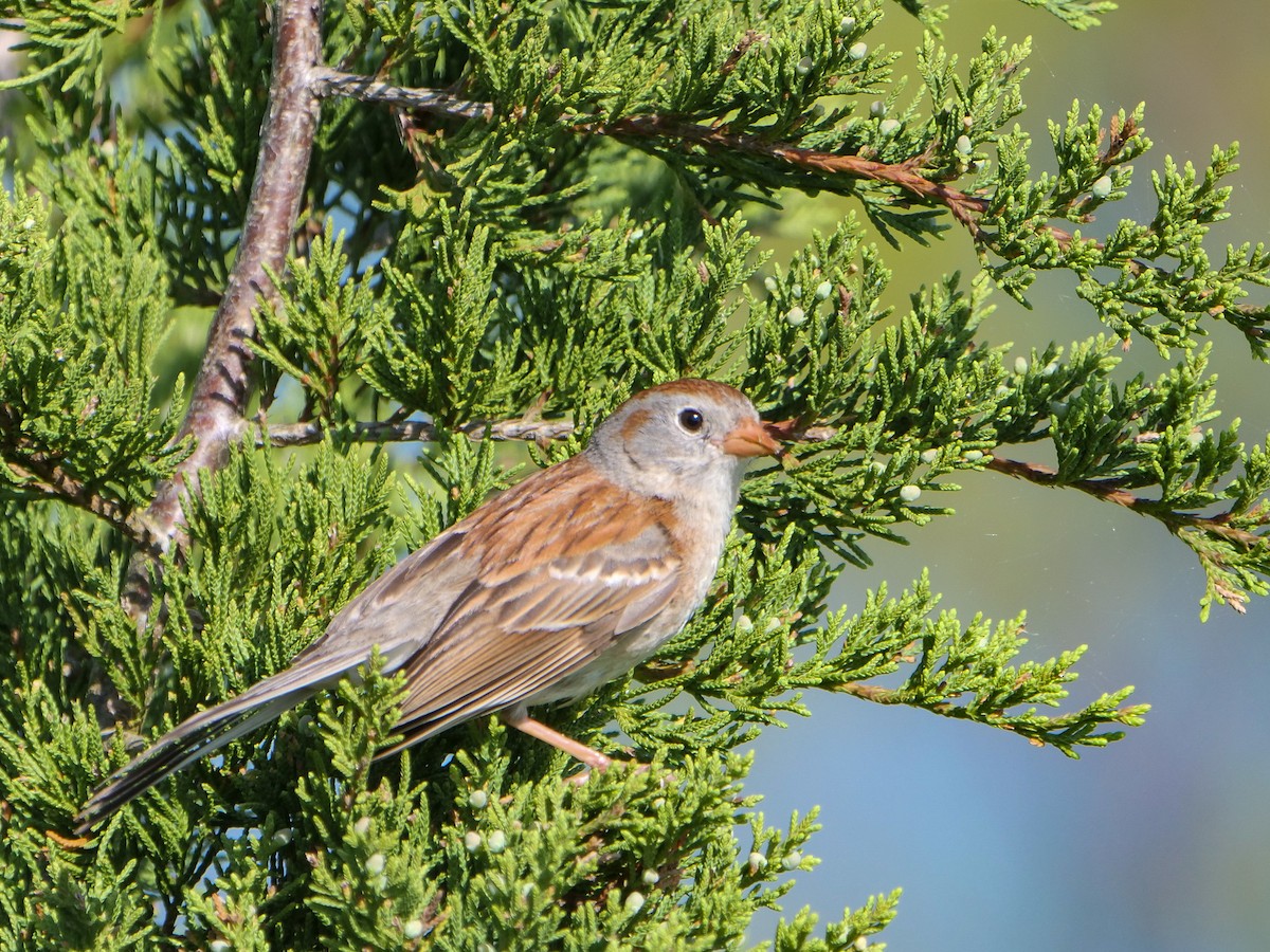 Field Sparrow - ML619801506