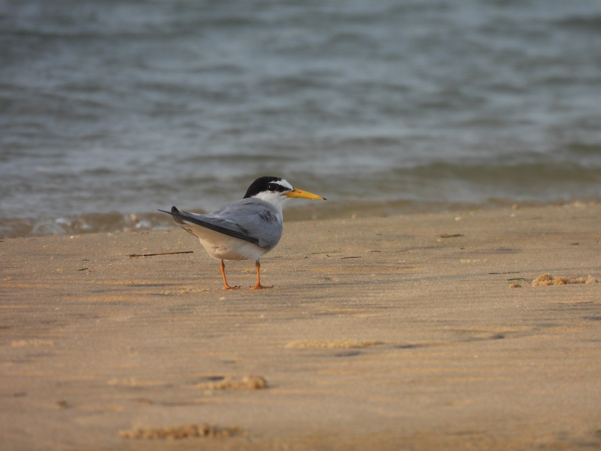 Little Tern - ML619801522