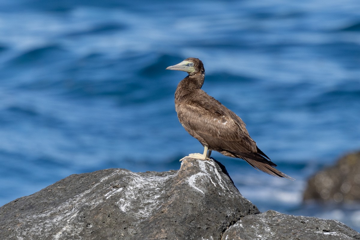 Brown Booby - ML619801538