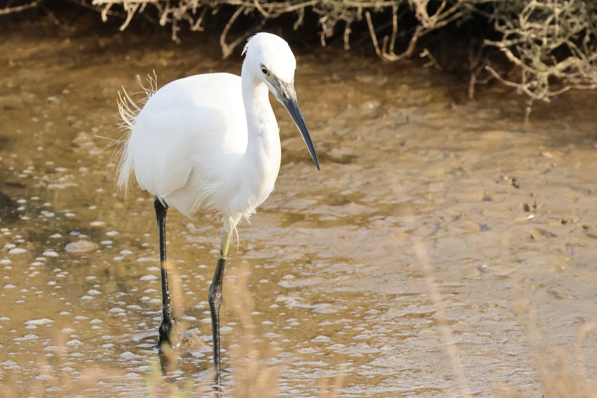 Little Egret - ML619801544