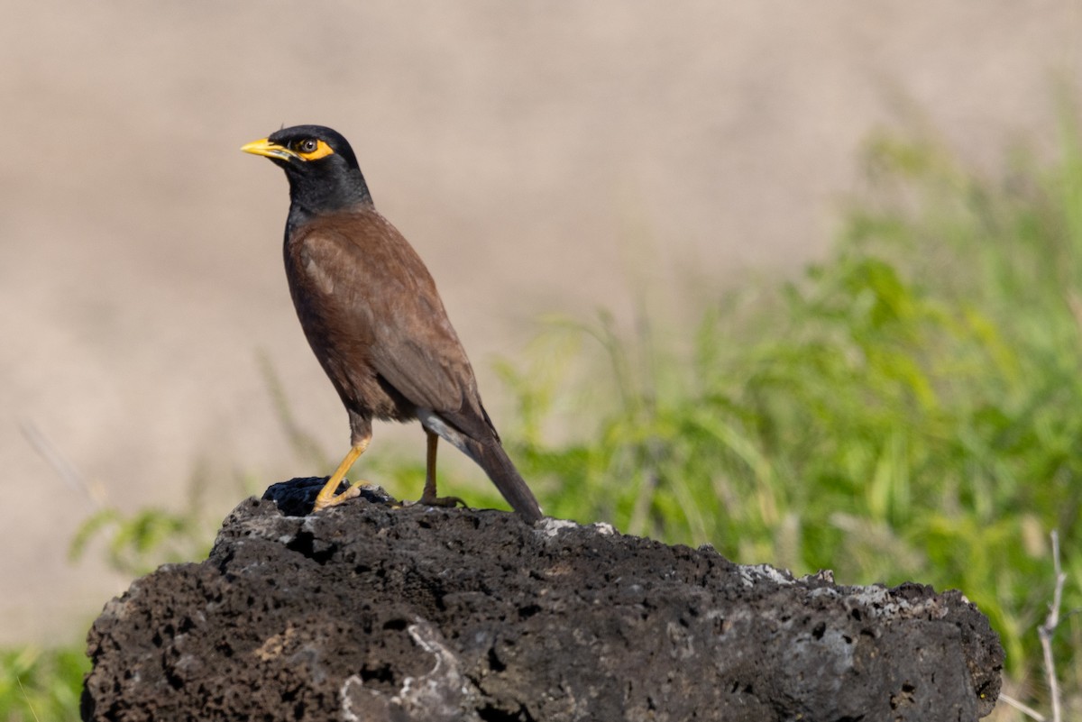 Common Myna - ML619801549