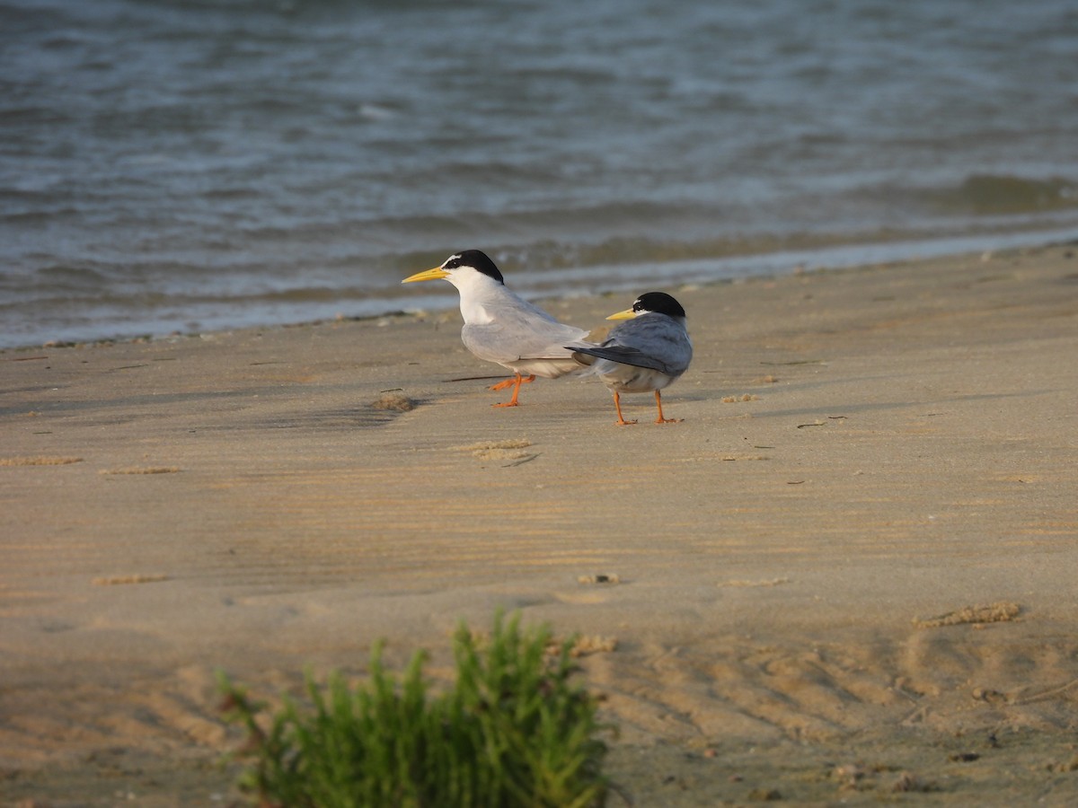 Little Tern - ML619801575