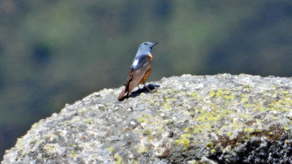 Rufous-tailed Rock-Thrush - ML619801586