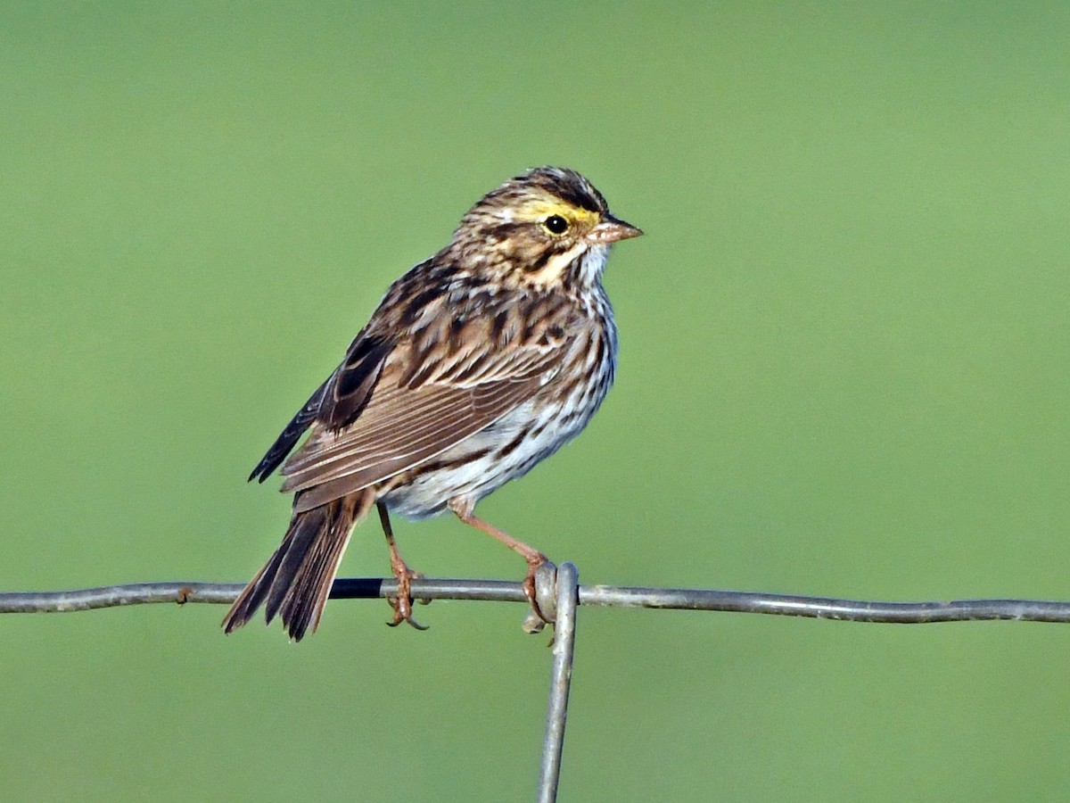 Savannah Sparrow - ML619801606