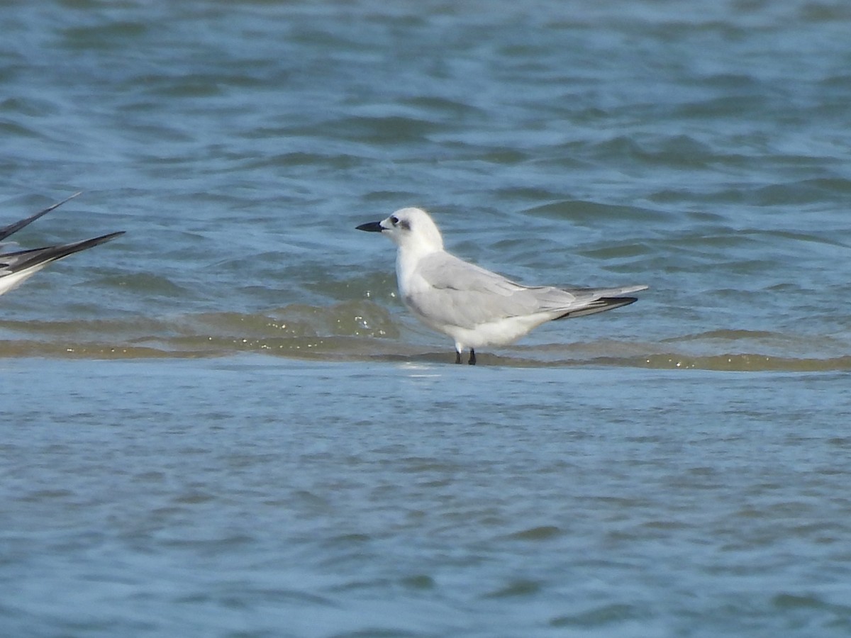 Gull-billed Tern - ML619801618