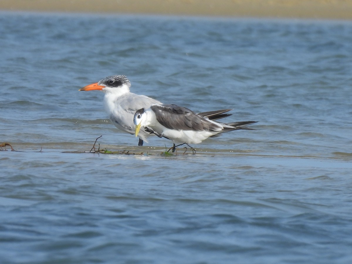 Caspian Tern - ML619801625