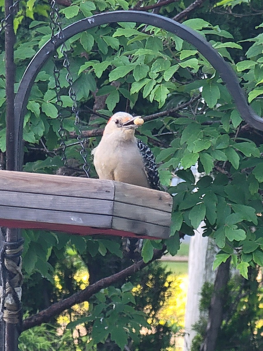 Red-bellied Woodpecker - ML619801627