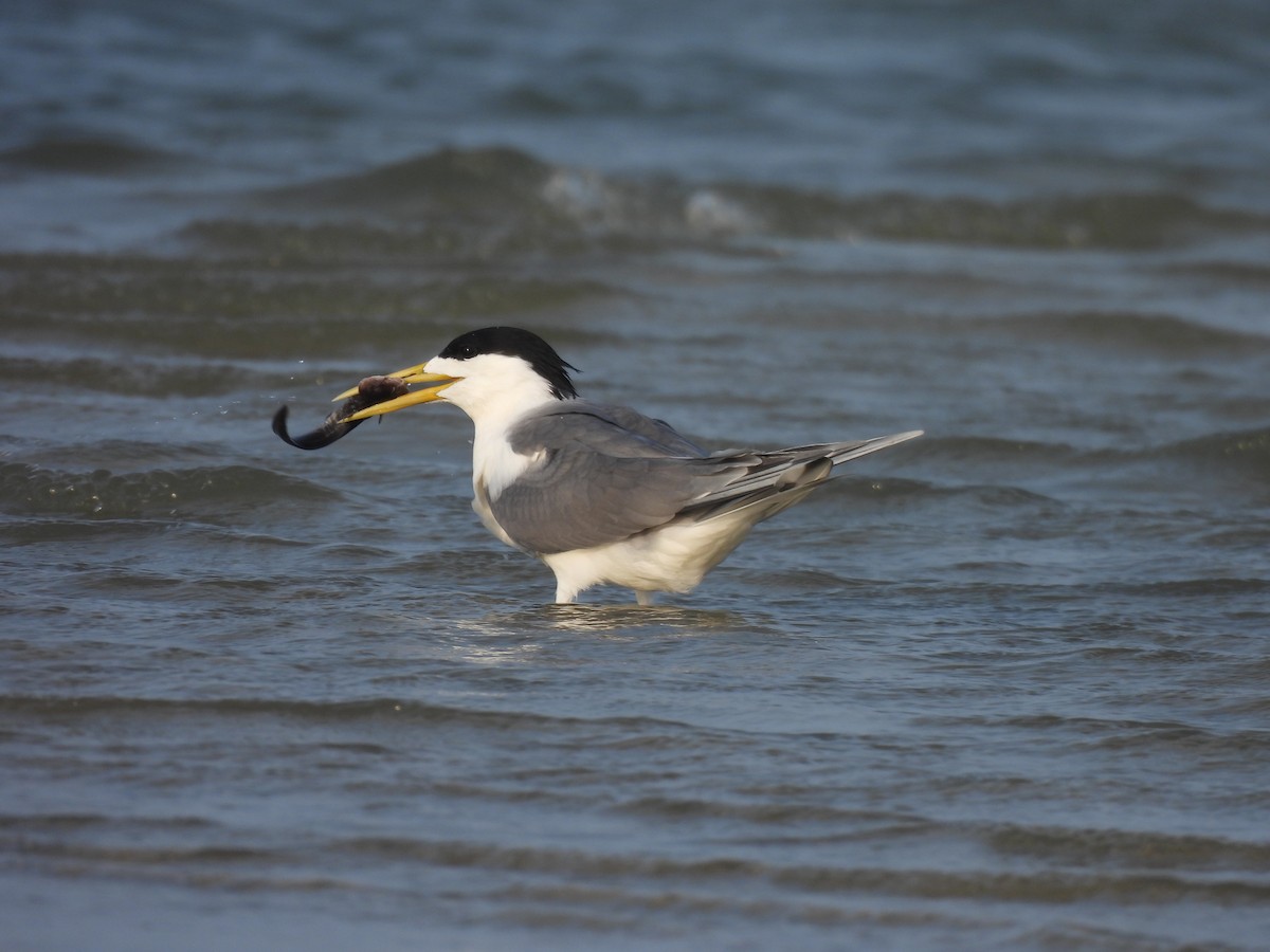 Great Crested Tern - ML619801638