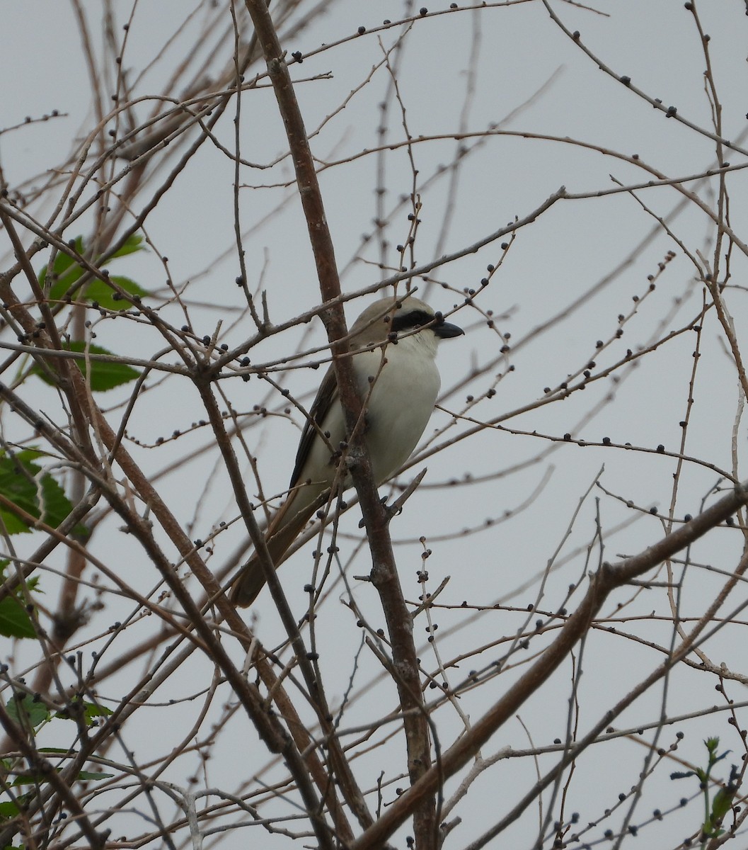 Red-tailed Shrike - ML619801661