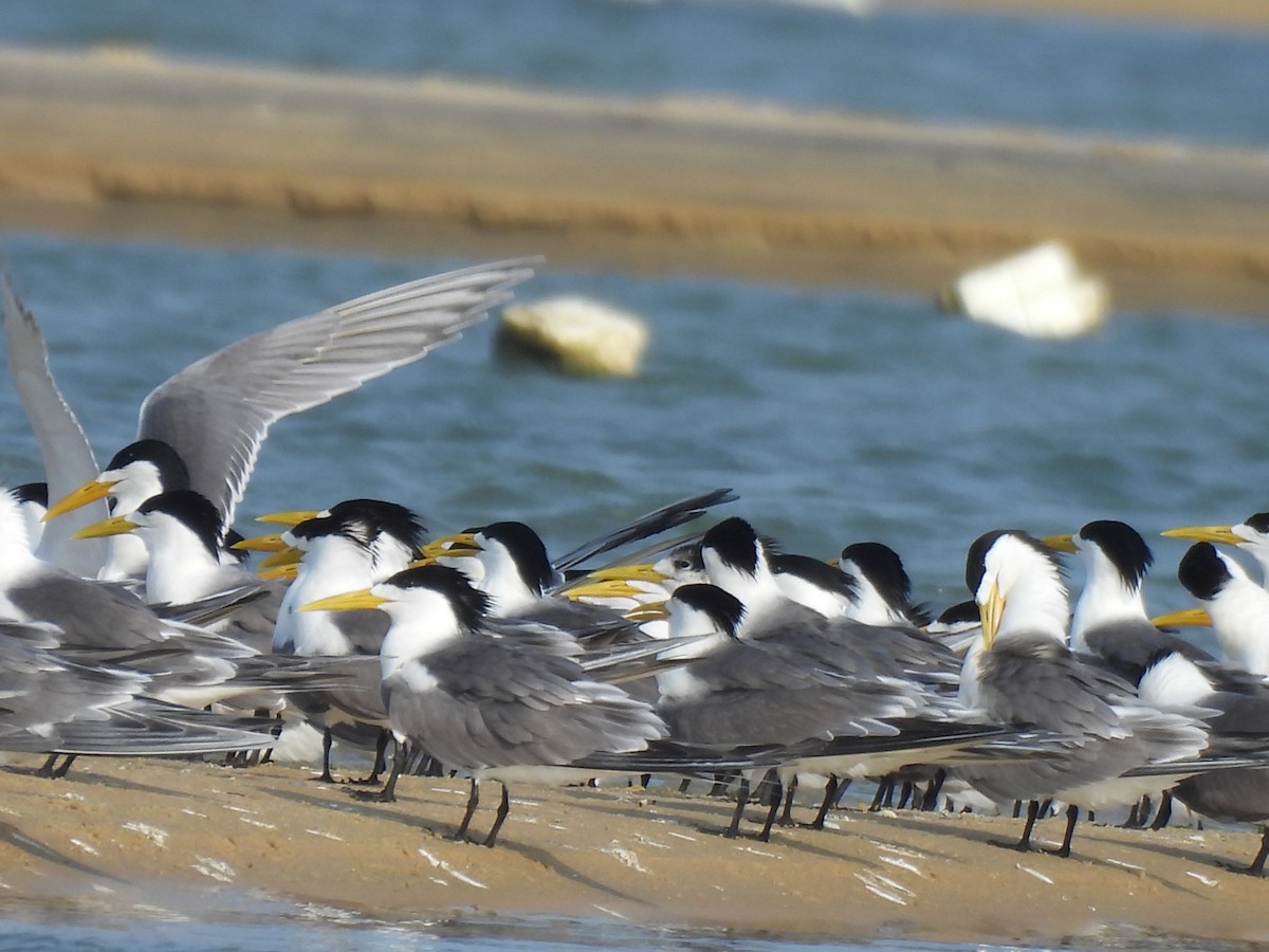 Great Crested Tern - ML619801666