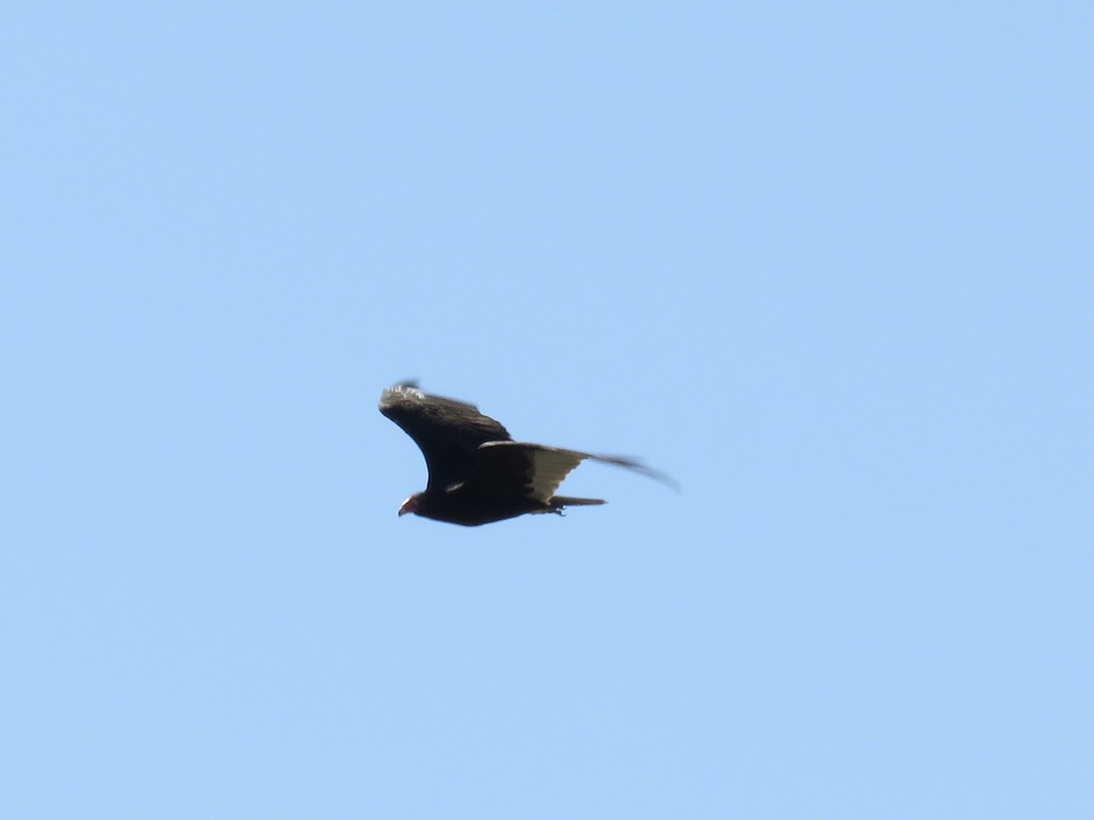 Turkey Vulture - ML619801667