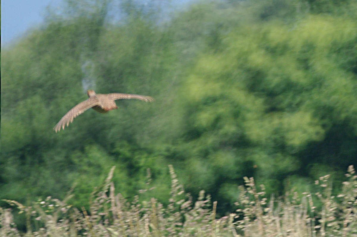 Gray Partridge - ML619801670