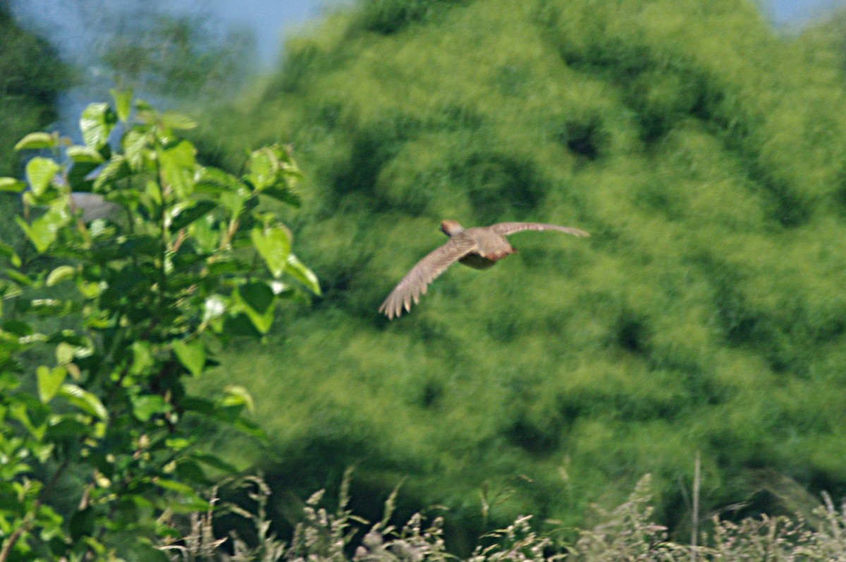 Gray Partridge - ML619801671