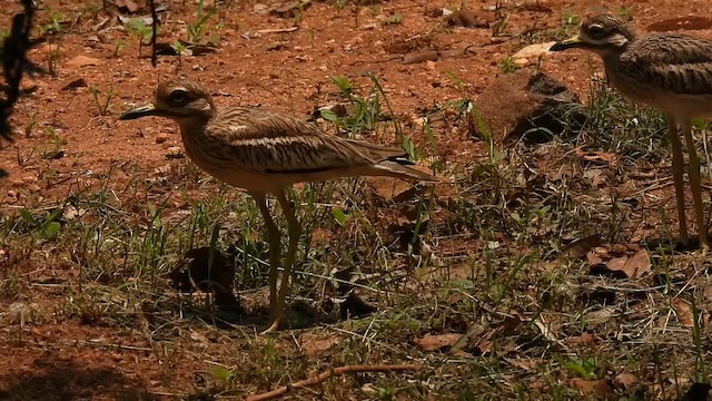 Indian Thick-knee - ML619801674