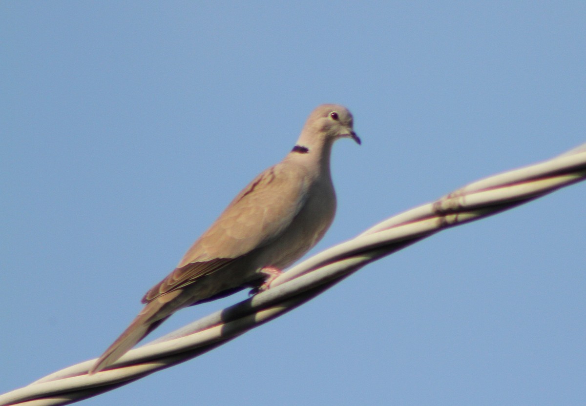 Eurasian Collared-Dove - ML619801678