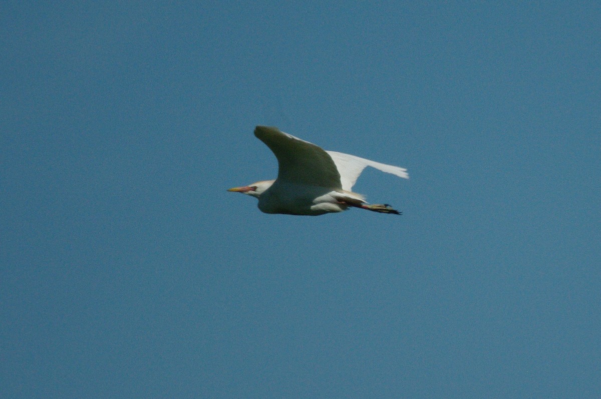 Western Cattle Egret - ML619801682