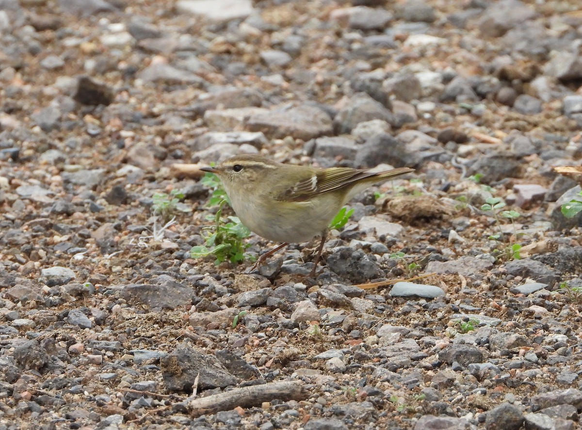 Hume's Warbler - ML619801687