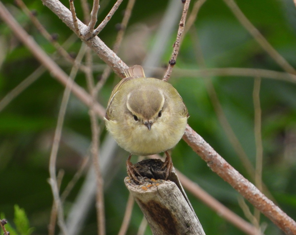 Hume's Warbler - ML619801688