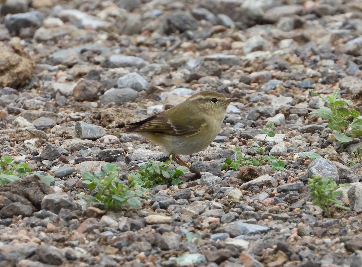 Hume's Warbler - ML619801689