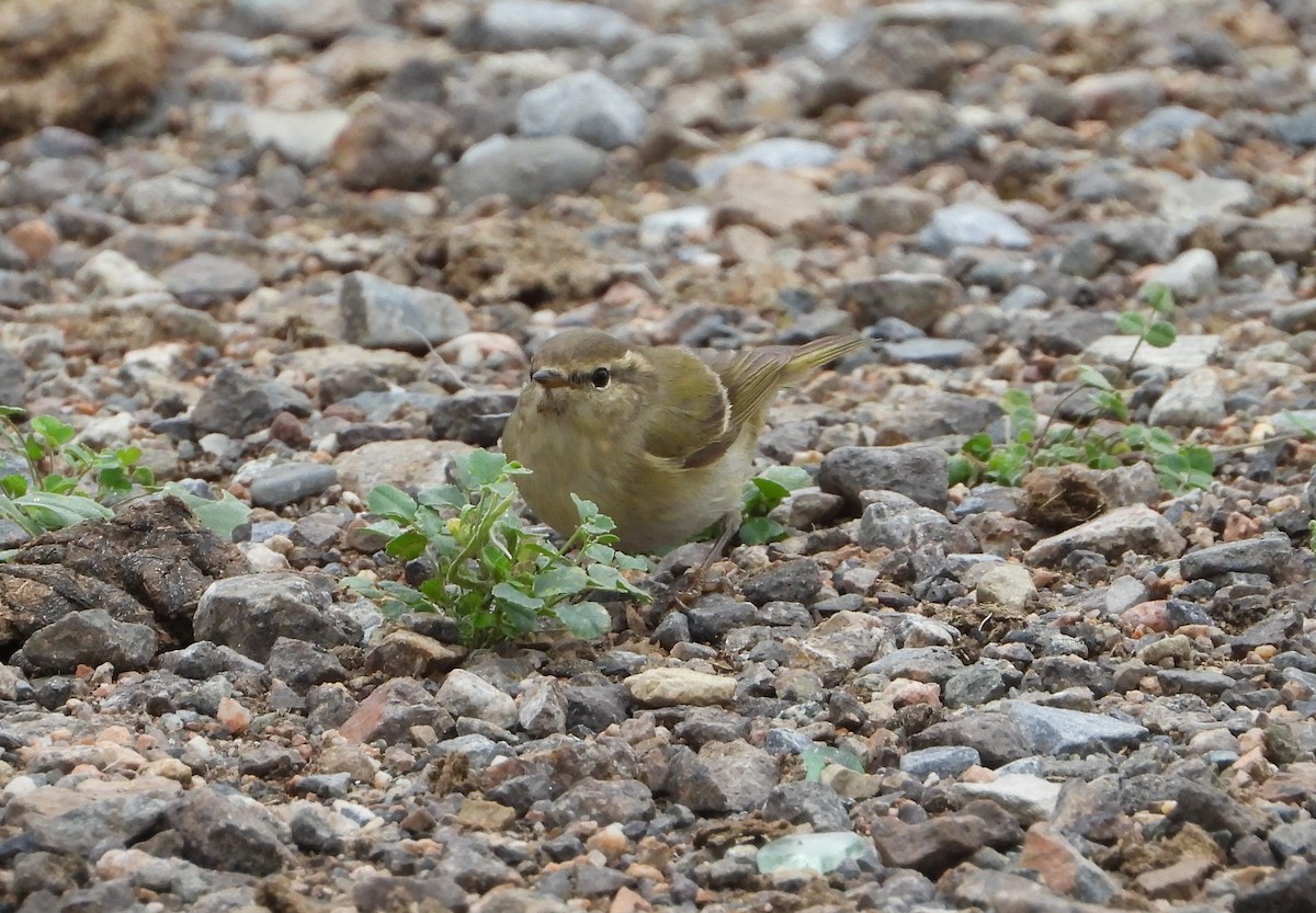 Hume's Warbler - ML619801690