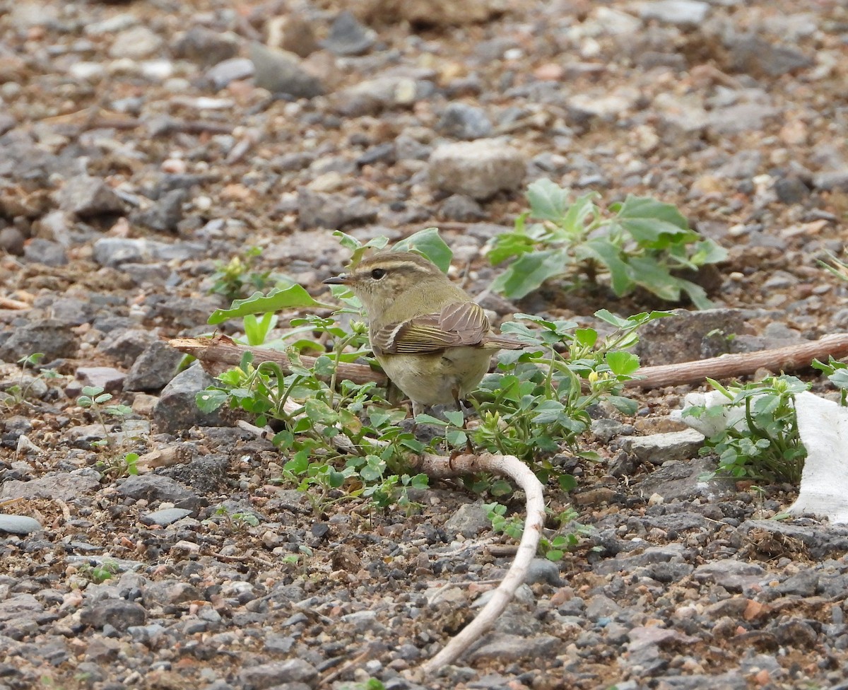 Hume's Warbler - ML619801691