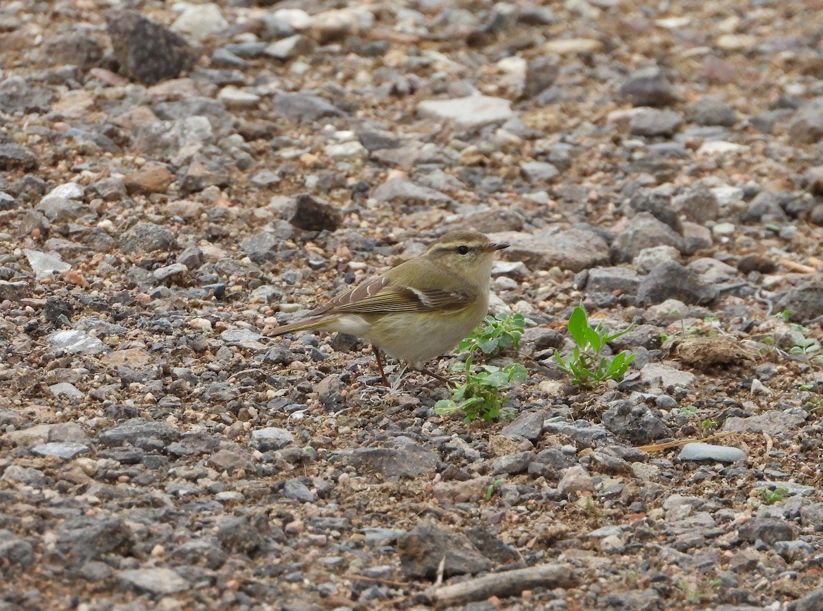Hume's Warbler - ML619801692