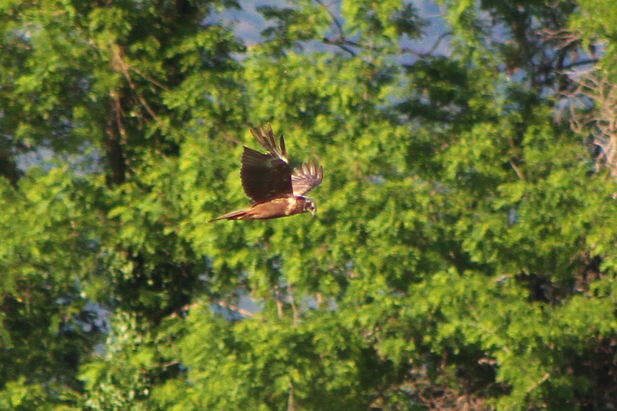 Western Marsh Harrier - ML619801693