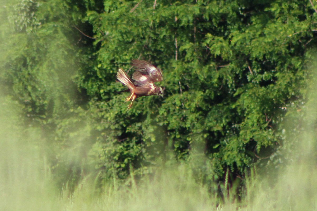 Western Marsh Harrier - ML619801694