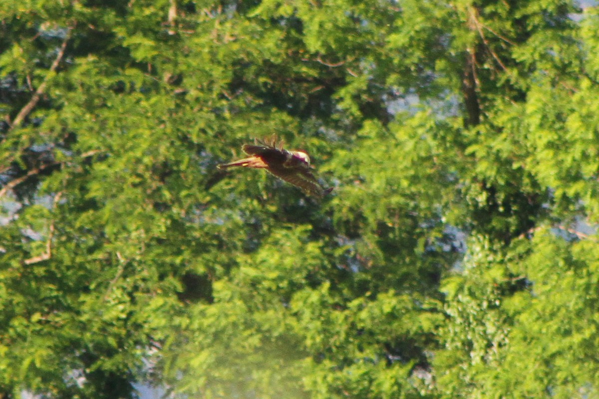 Western Marsh Harrier - ML619801695