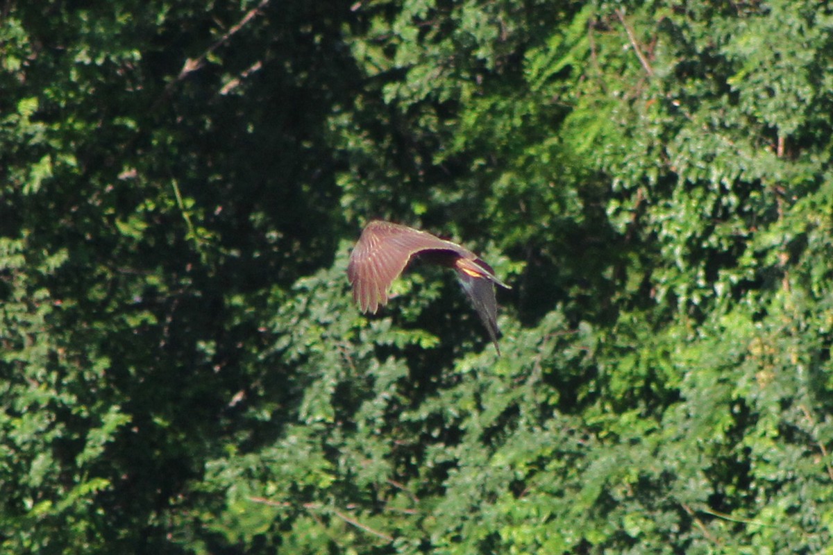 Western Marsh Harrier - ML619801696