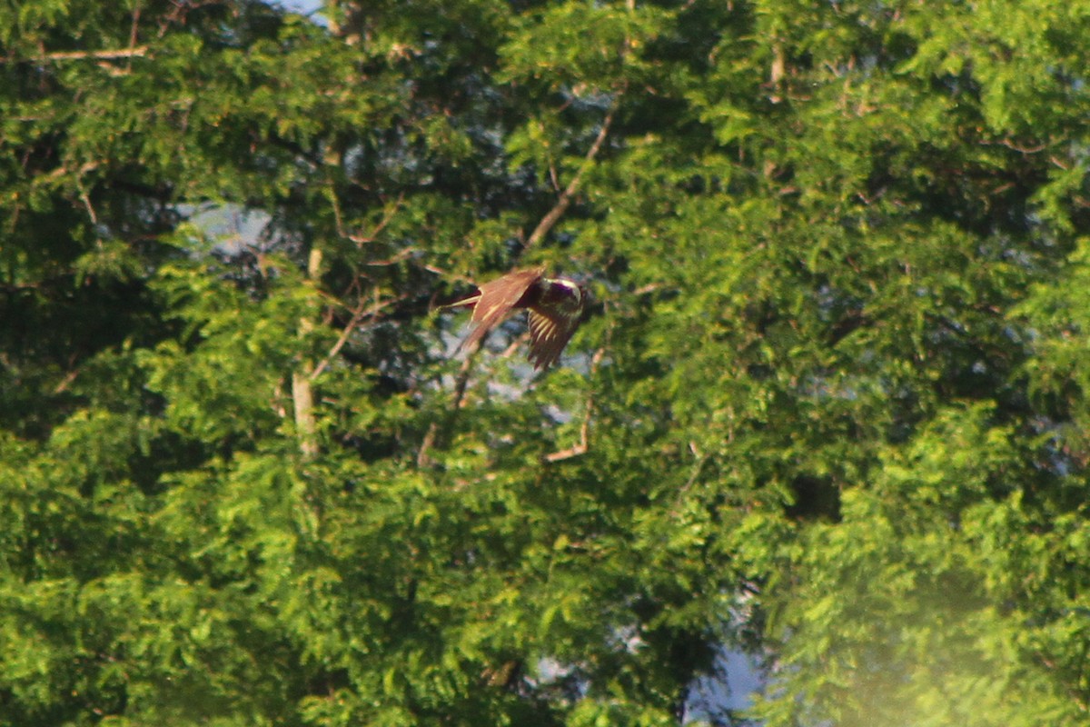 Western Marsh Harrier - ML619801697