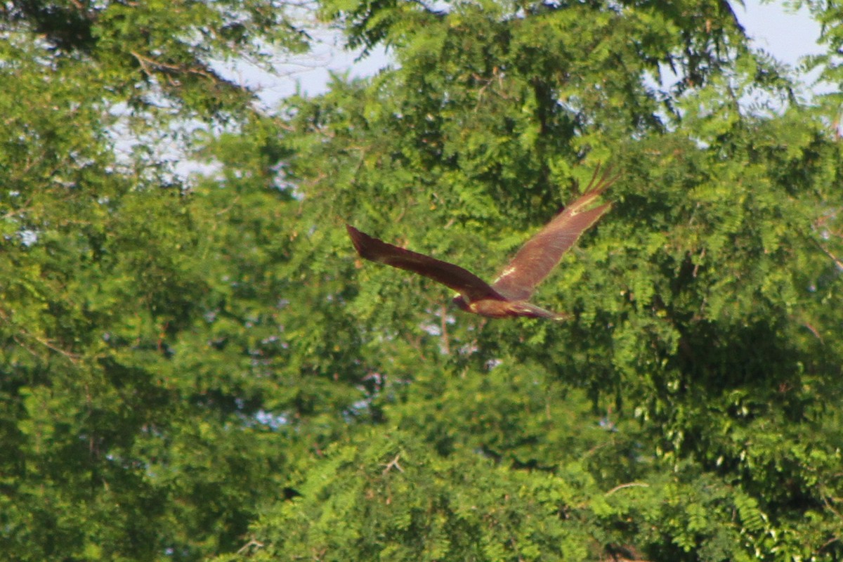 Western Marsh Harrier - ML619801698