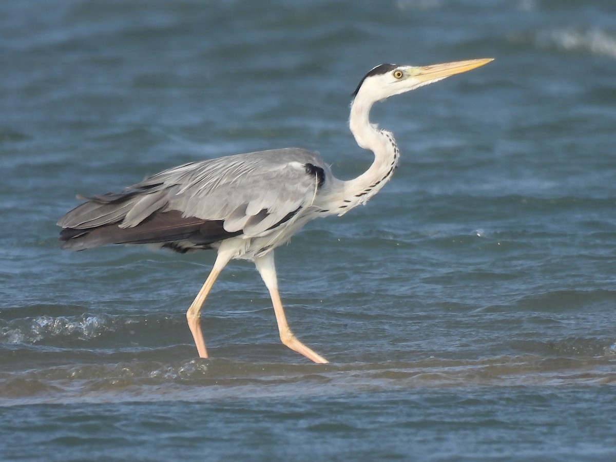 Gray Heron - ML619801707