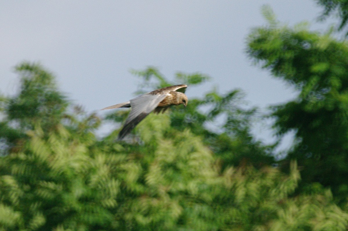 Western Marsh Harrier - ML619801713