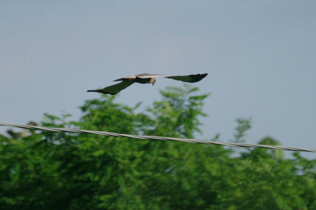 Western Marsh Harrier - ML619801714