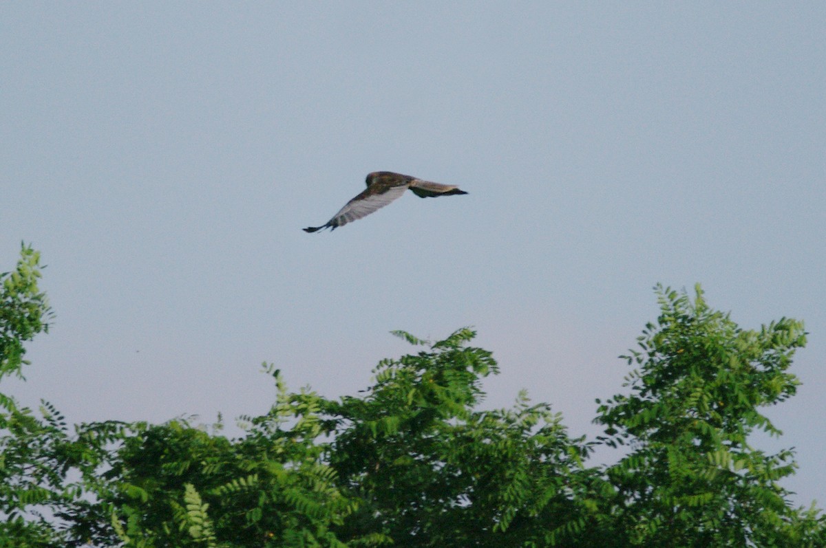 Western Marsh Harrier - ML619801715