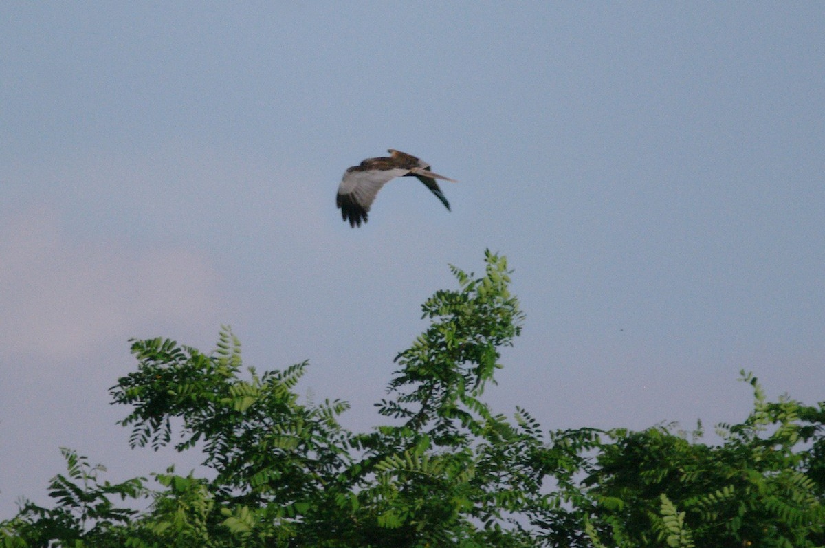 Western Marsh Harrier - ML619801716