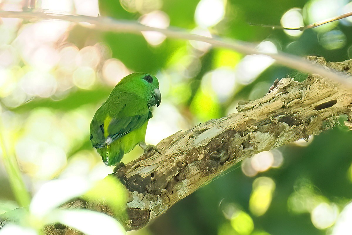 Filipin İncir Papağanı - ML619801732