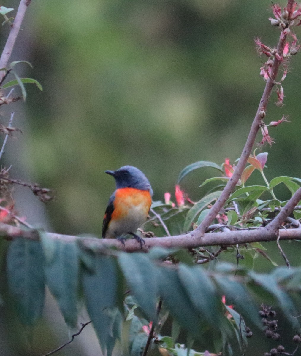 Zwergmennigvogel - ML619801733