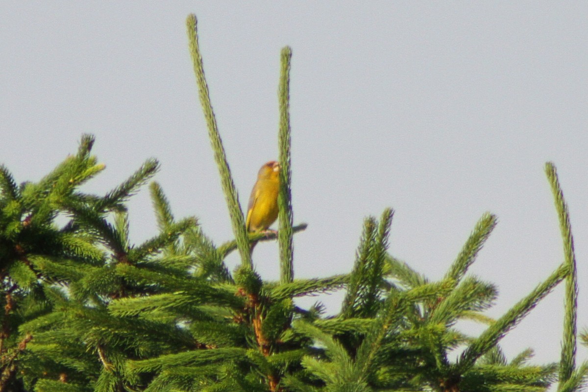 European Greenfinch - ML619801745