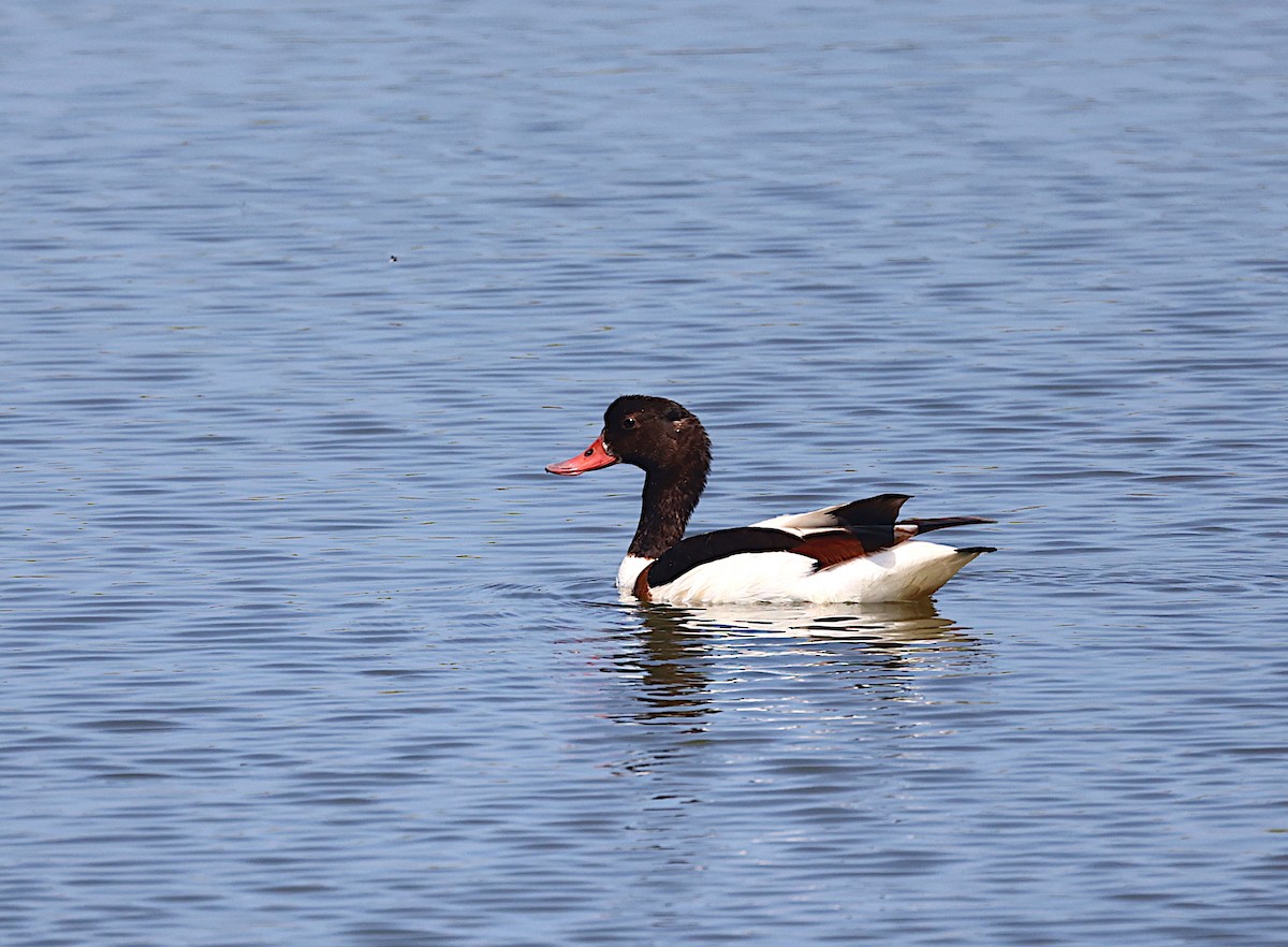 Common Shelduck - ML619801793